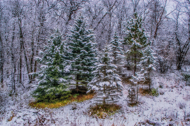 Обои картинки фото природа, лес, простор