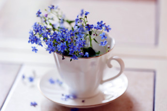 Картинка цветы незабудки синий