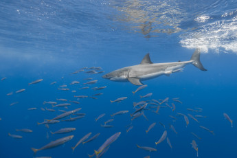 Картинка животные акулы море акула