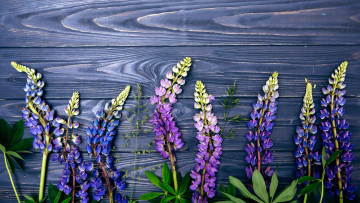 Картинка цветы люпин сиреневый