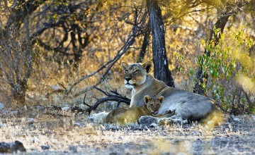 Картинка животные львы деревья львенок львица