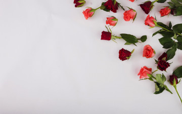 Картинка цветы розы бутоны