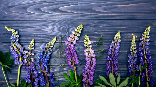 Обои картинки фото цветы, люпин, сиреневый