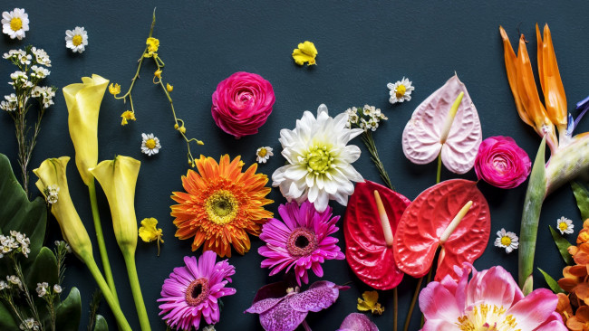 Обои картинки фото цветы, разные вместе, антуриум, каллы, стрелиция, герберы