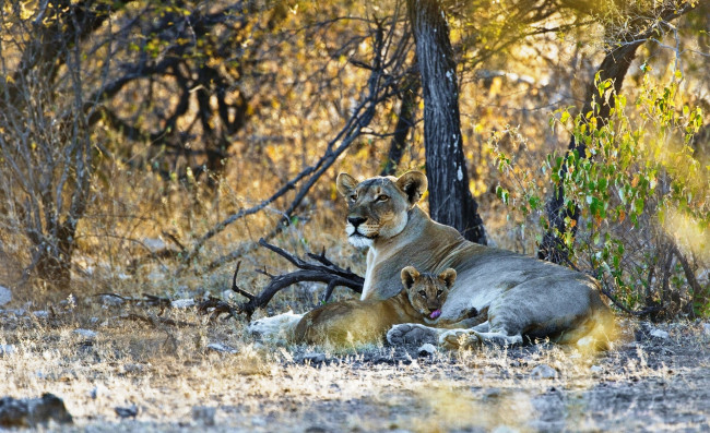 Обои картинки фото животные, львы, деревья, львенок, львица