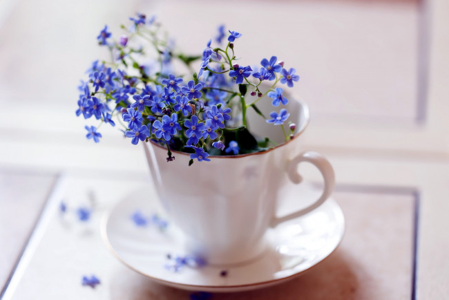 Обои картинки фото цветы, незабудки, синий