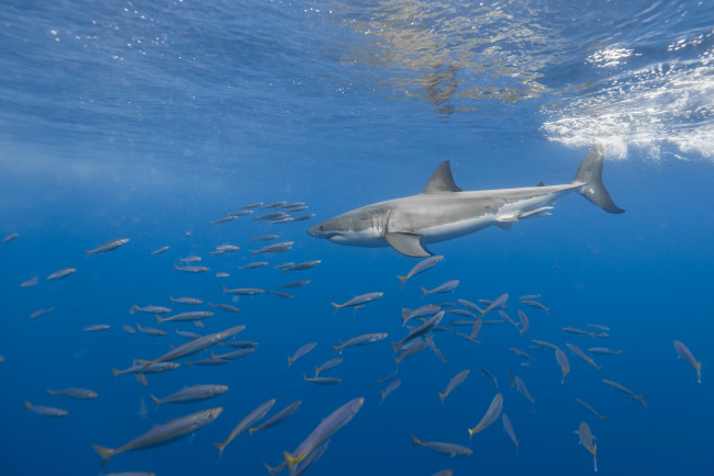 Обои картинки фото животные, акулы, море, акула