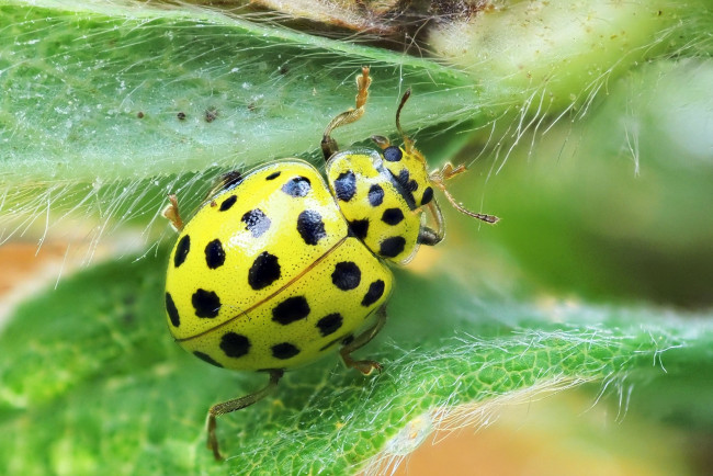 Обои картинки фото животные, божьи коровки, псиллобора, коровка, двадцатидвухточечная, божья