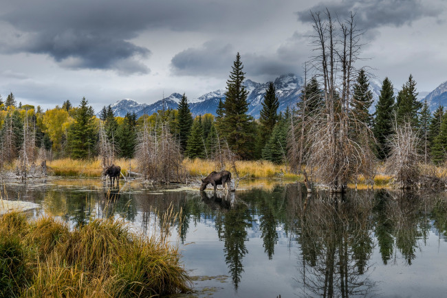 Обои картинки фото животные, лоси, лес, водоем, берег, природа, лось