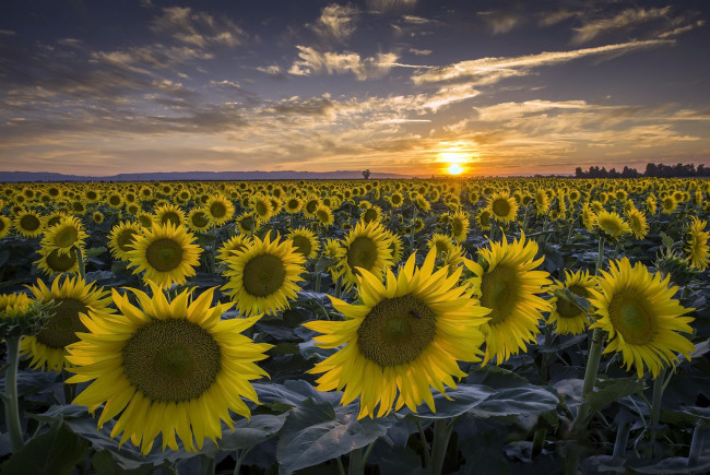 Обои картинки фото цветы, подсолнухи, поле