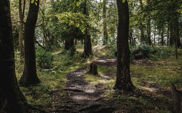 Картинка природа лес стволы лиственный