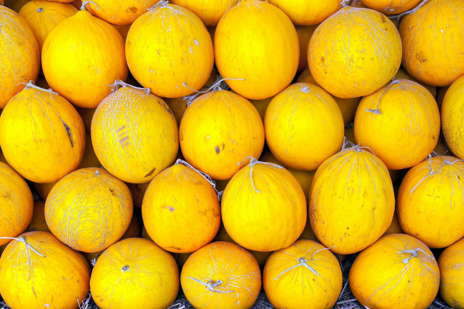 Обои картинки фото еда, дыня, желтые, дыни, много, урожай