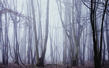 Картинка природа лес туман осень