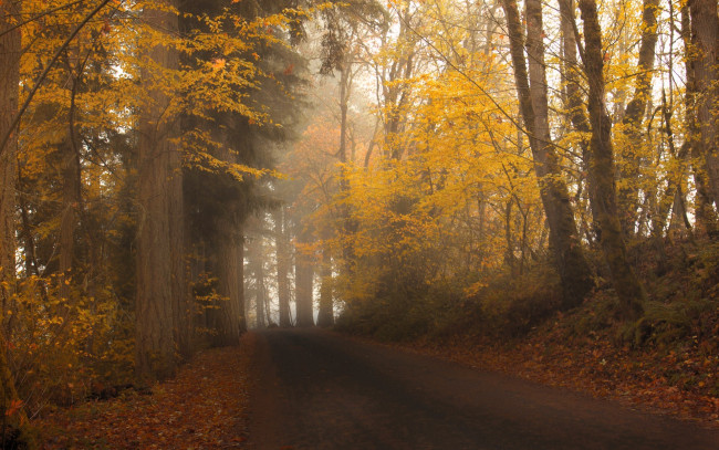 Обои картинки фото природа, дороги, осень, лес, деревья, листья, туман, дорога