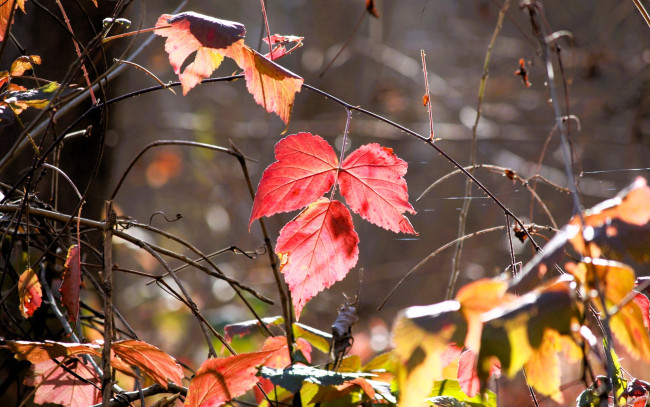 Обои картинки фото природа, листья, трава, осень