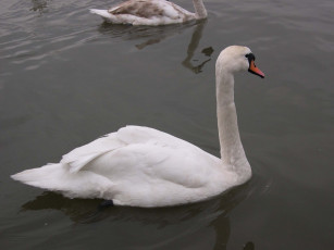 Картинка животные лебеди