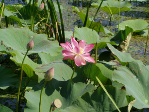 Картинка лотос цветы лотосы