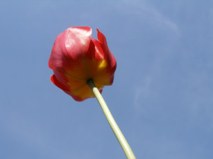 Картинка тюльпан цветы тюльпаны