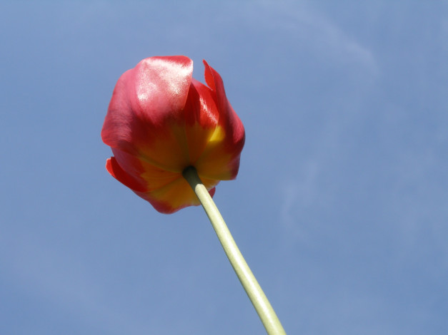 Обои картинки фото тюльпан, цветы, тюльпаны