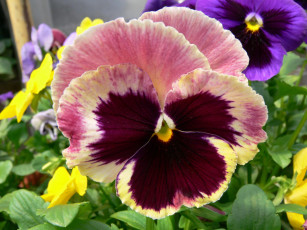 обоя цветы, анютины, глазки, садовые, фиалки