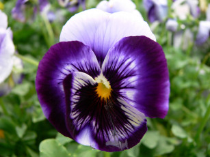 Картинка цветы анютины глазки садовые фиалки