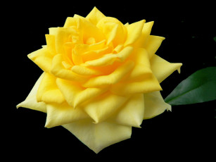 Картинка цветы розы