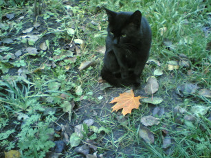 Картинка осенний кот животные коты