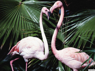 Картинка животные фламинго