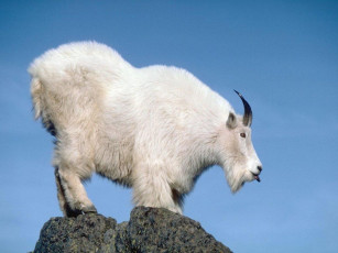 Картинка животные козы