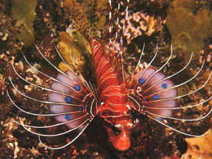 Картинка животные рыбы