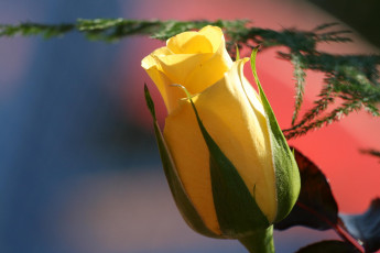 Картинка цветы розы