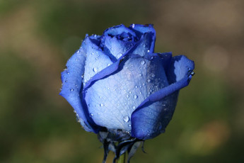 Картинка цветы розы