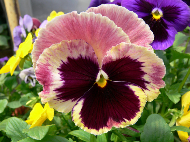 Обои картинки фото цветы, анютины, глазки, садовые, фиалки