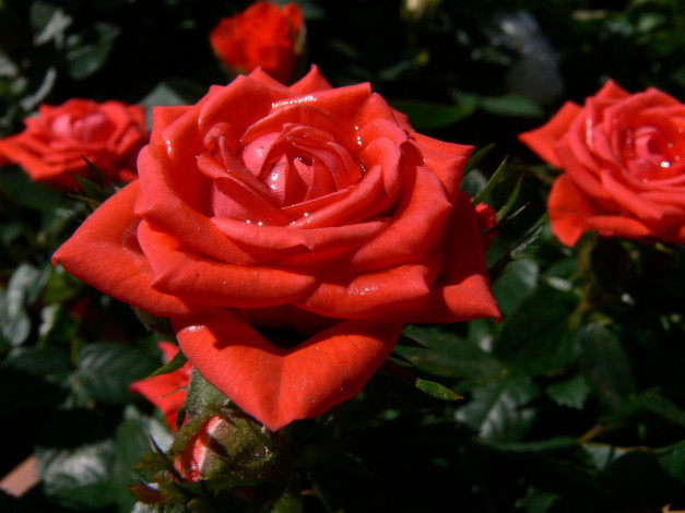 Обои картинки фото цветы, розы