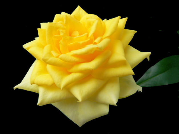 Обои картинки фото цветы, розы