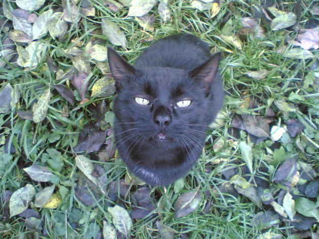 Обои картинки фото кошак, животные, коты