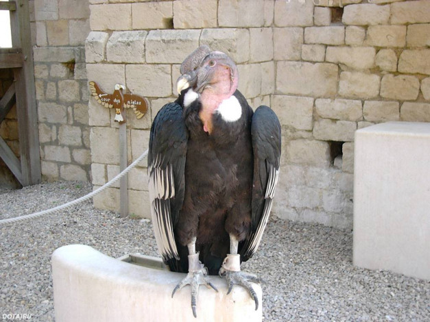 Обои картинки фото животные, птицы, хищники