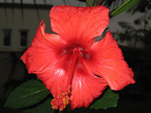 Картинка цветы гибискусы