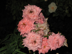 Картинка цветы розы