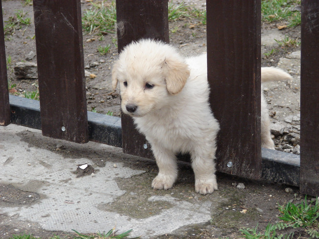 Обои картинки фото животные, собаки, щенок