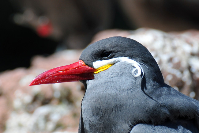 Обои картинки фото животные, птицы, клюв