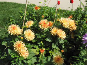 Картинка цветы георгины