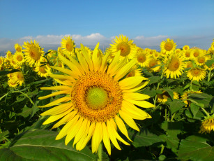 Картинка цветы подсолнухи