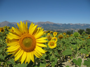 Картинка цветы подсолнухи