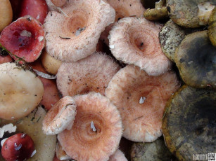 Картинка еда грибы грибные блюда