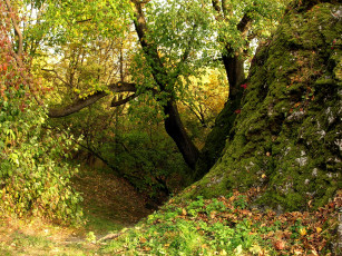 Картинка природа лес осень