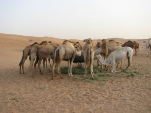 Картинка животные верблюды