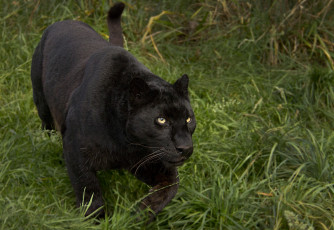 Картинка животные пантеры черный ягуар