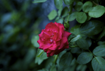 Картинка цветы розы красный