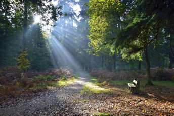 Картинка природа парк деревья свет скамейка